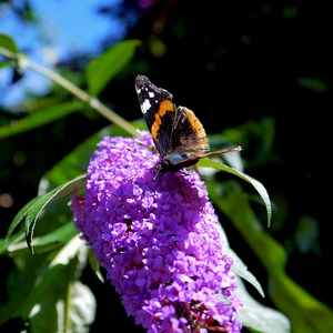 Fleur mauve avec un papillon - France  - collection de photos clin d'oeil, catégorie plantes